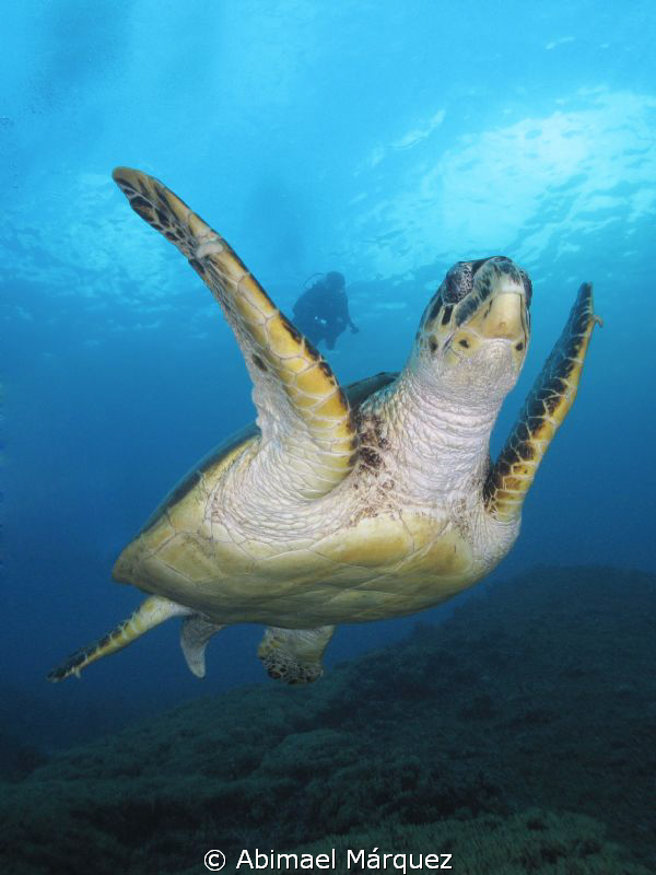 Turtle by Abimael Márquez 