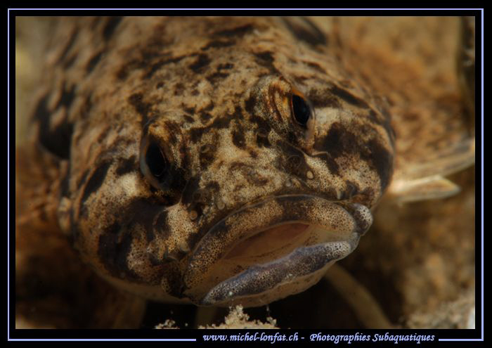 Face to face with this beautiful Bullhead, Fernsteinsee A... by Michel Lonfat 