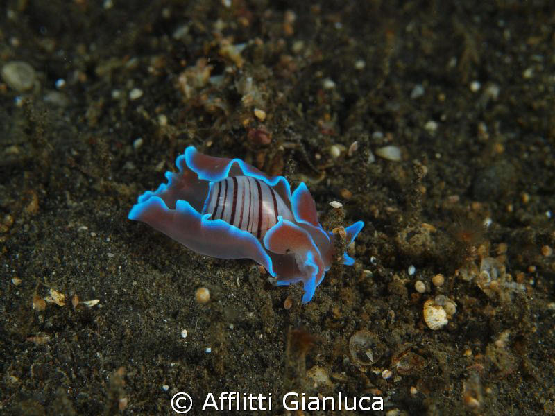 hydatina physis by Afflitti Gianluca 