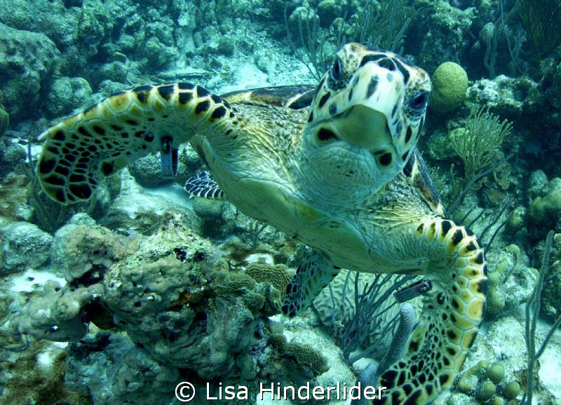 Well hello there! I like when I'm looking for small thing... by Lisa Hinderlider 