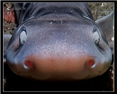 Portrait shot of a catshark. Taken with c5060z, fl20. by Han Peng Lim 