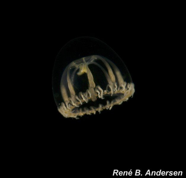 d by Rene Braband Andersen 