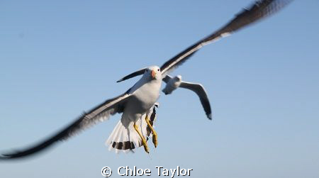 Pacific Gull, Abrolhos Islands. by Chloe Taylor 