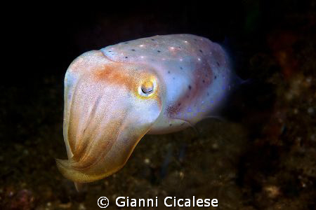 Sepia Elegans Swimming/ shooted in Bima Canon EOS 500D ni... by Gianni Cicalese 