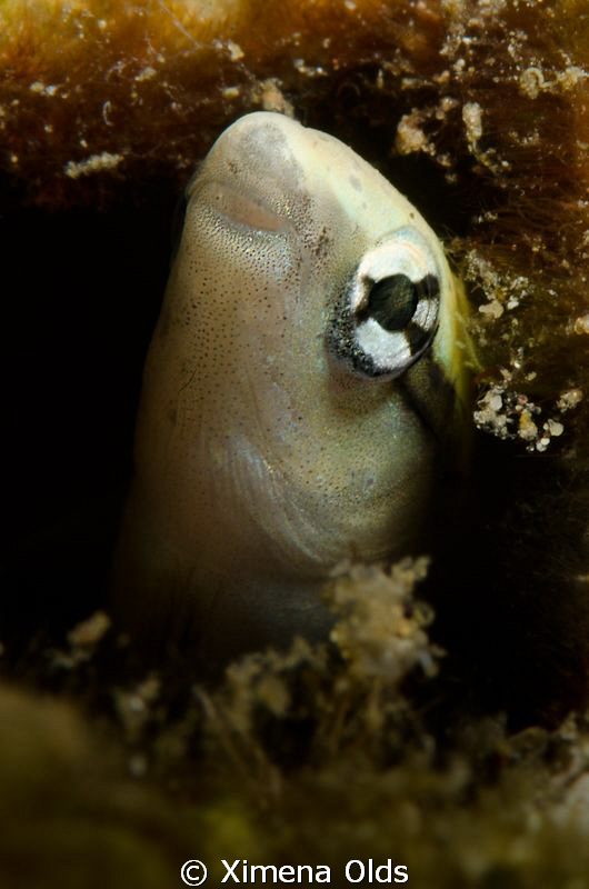 Oh! Who are you? A curious Balinese Fish I found in Alama... by Ximena Olds 