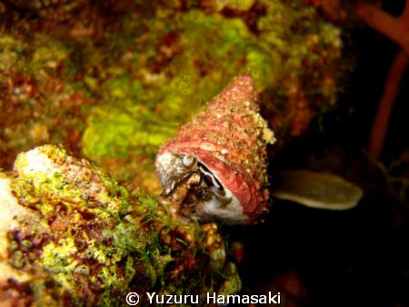 A smoking snail! Male snail spewing sperm??? by Yuzuru Hamasaki 