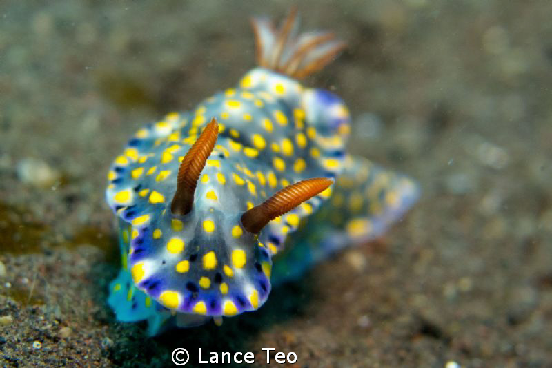 Dont you jus love them...! =] by Lance Teo 