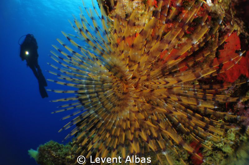 Tube form with diver. by Levent Albas 