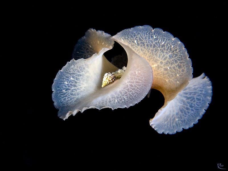 Flatworm in "free flight" at night :-) by Rico Besserdich 