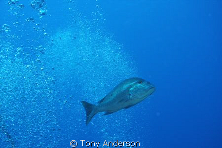 Diving off 7 mile beach by Tony Anderson 