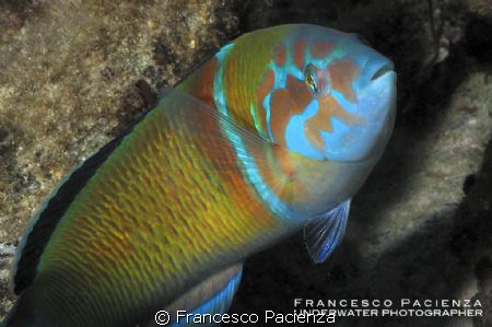 Thalassoma pavo, male. Taken with Nikon D90 and Nikkor 60... by Francesco Pacienza 