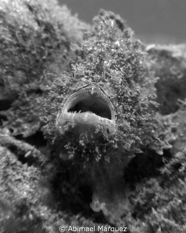 Little frogfish by Abimael Márquez 