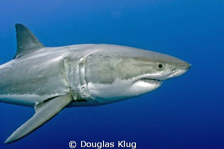 Perfect Form. A Great White Shark displaying its evolutio... by Douglas Klug 