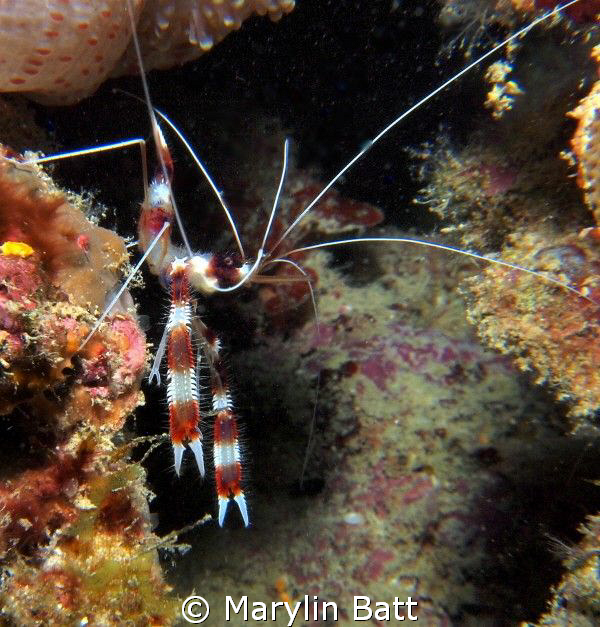 This Banded Shrimp came out from under his rock and posed... by Marylin Batt 