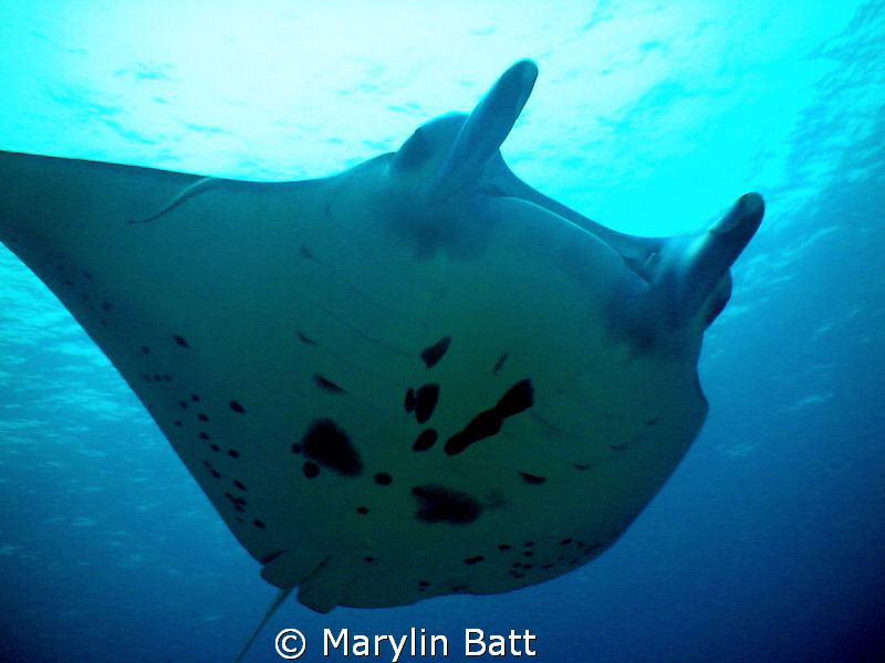 Manta soaring over Tubbataha Reef by Marylin Batt 