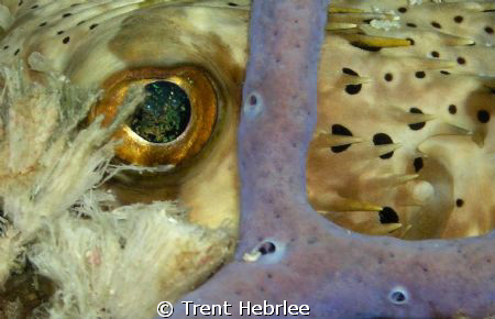 Macro of Puffer eye, Cozumel by Trent Hebrlee 