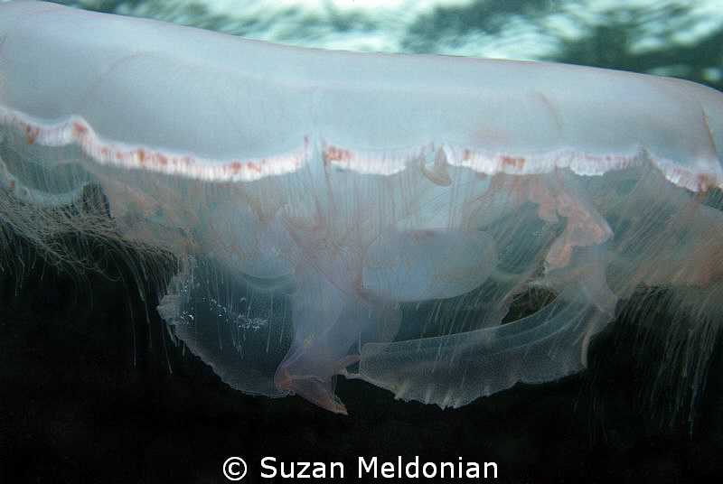 Moon Jelly Aurelia aurita near surface. by Suzan Meldonian 