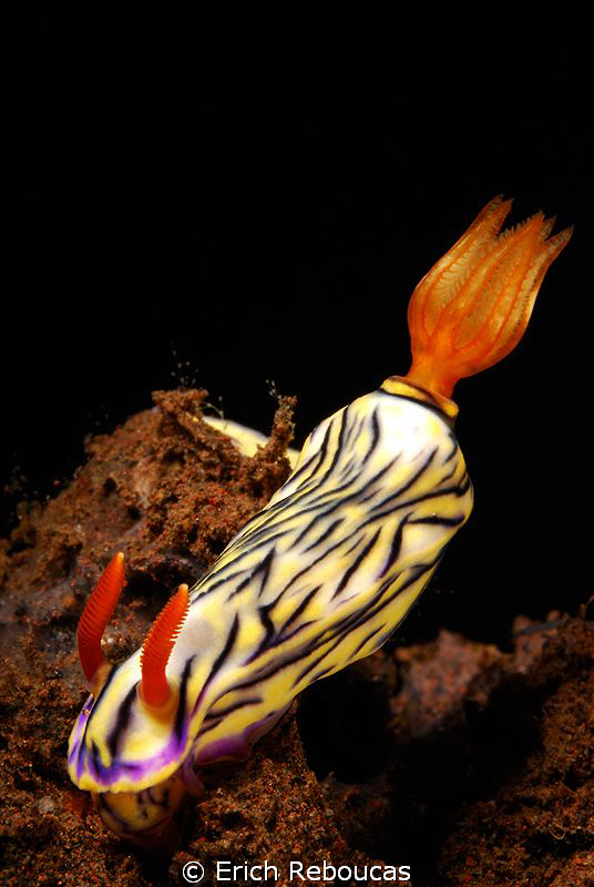 Bali Nudi by Erich Reboucas 