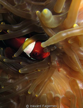 father & son, clown fish raja ampat by Havard Fagernes 
