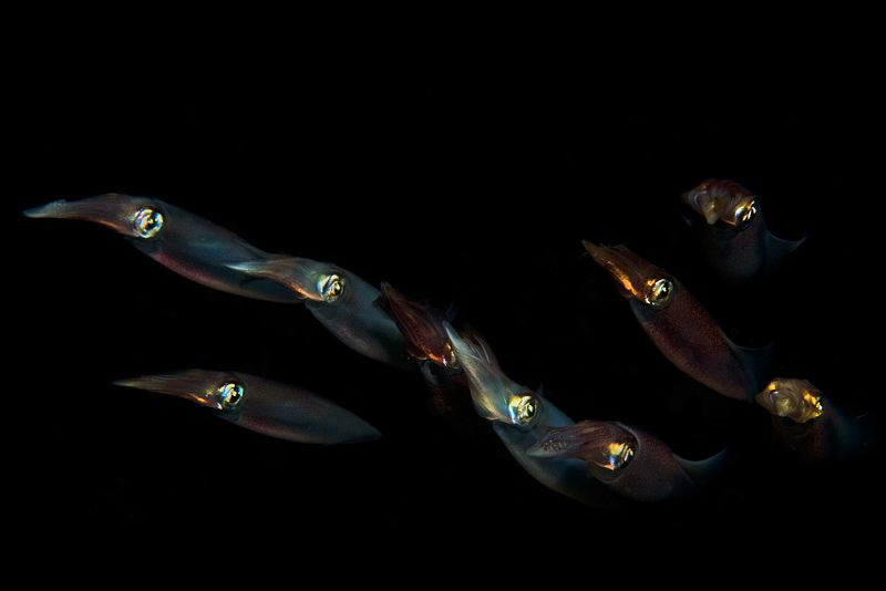 night squadron
 by Roland Bach 