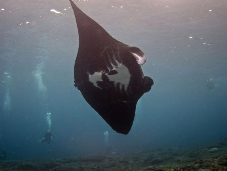 Black Manta banks at Manta Point Bali - Natural Light tak... by Spencer Burrows 