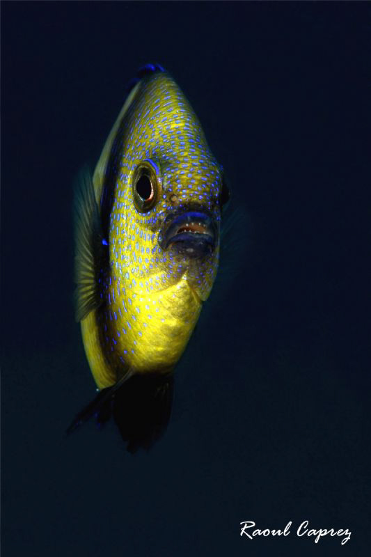 Small, but not friendly :-) by Raoul Caprez 