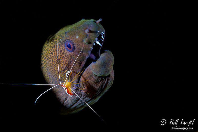 Eel during a cleaning session. by Bill Lamp'l 
