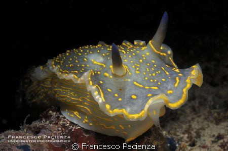 Hypselodoris picta. Taken with Nikon D90 with Nikkor 60mm... by Francesco Pacienza 