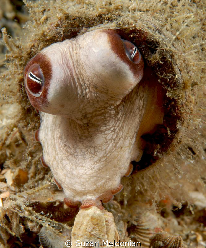 ..is it safe to come out yet?
Baby octopus coming out of... by Suzan Meldonian 