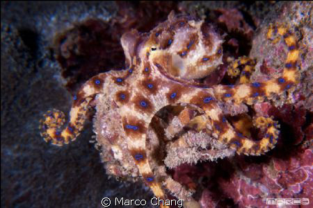 blue ring octopus vs crab by Marco Chang 