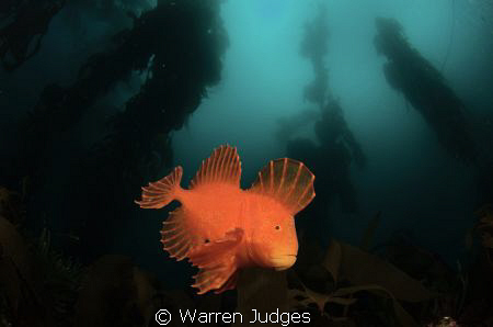 Red velvet Fish. Fortesque Bay Tasmania Australia by Warren Judges 