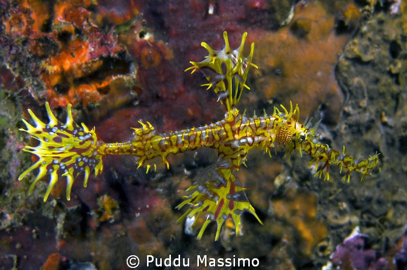 nikon d2x 60 mm micro by Puddu Massimo 