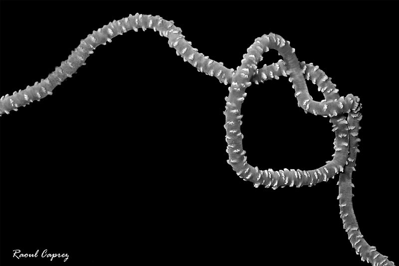 Coral in love ! by Raoul Caprez 