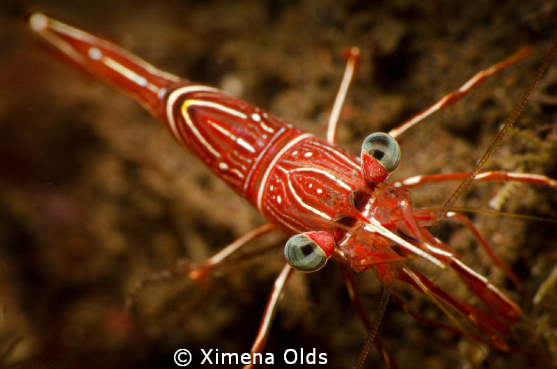 Bright checkered board green eye shrimp. Nikon D7000 Ikel... by Ximena Olds 