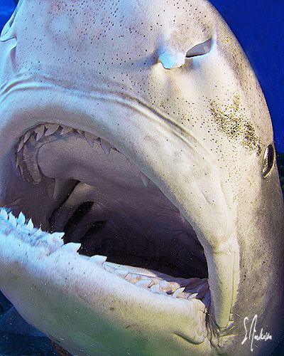 Open up and say AHHHHHHHHHH! This an image of a Tiger Sha... by Steven Anderson 