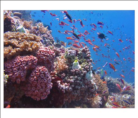 Healthy coral in Ternate, North Moluccas, Indonesia
Take... by Erwin Kodiat 