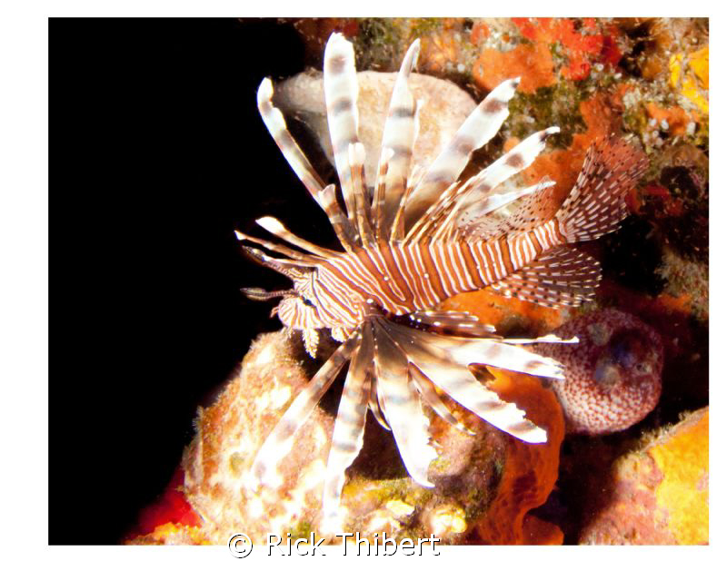 Lion Fish by Rick Thibert 