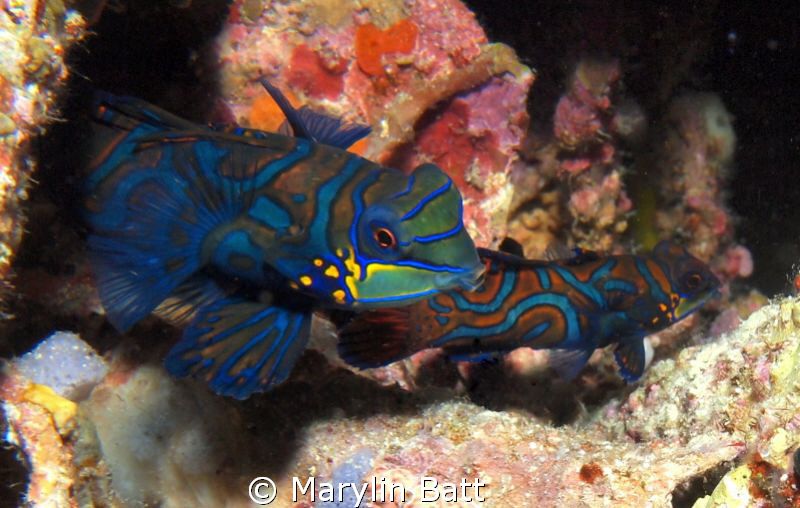 Mating Manderine fish by Marylin Batt 