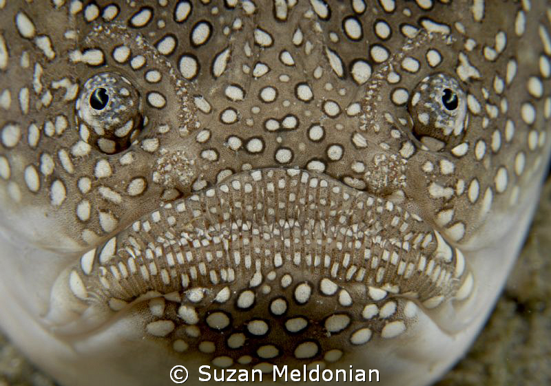 Southern Stargazer. You can see the electrogenic "eyebrows". by Suzan Meldonian 