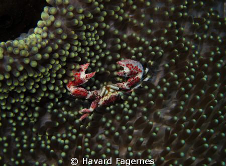 crab raja ampat by Havard Fagernes 