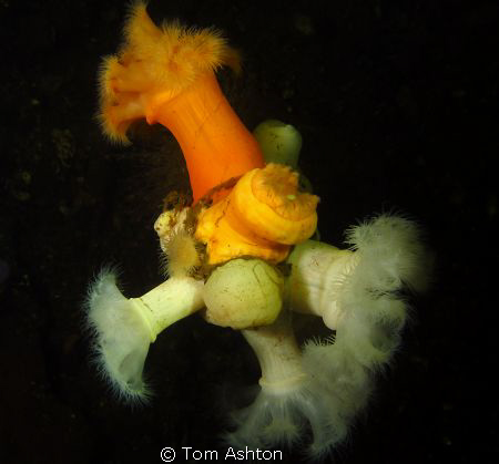 plumose anemones on wreckage, Loch Long, Scotland by Tom Ashton 