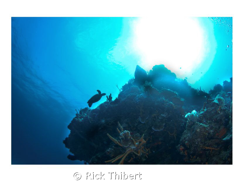 Turtle Silhouette by Rick Thibert 