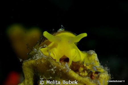 Tylodina perversa, Nikon d90, nikor 60mm macro, macro 4+lens by Melita Bubek 