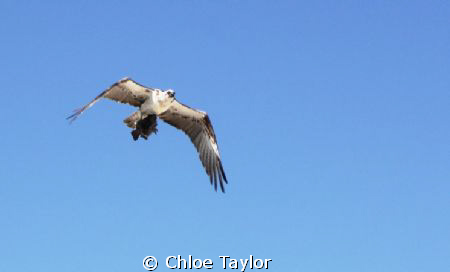 Abrolhos Islands. by Chloe Taylor 