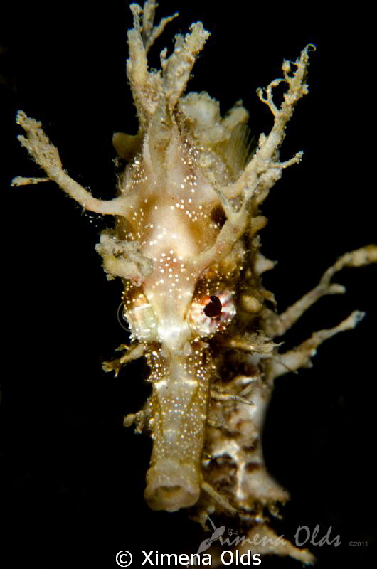 Baby Seahorse Portrait
 by Ximena Olds 
