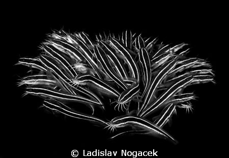 hurt for you by Ladislav Nogacek 