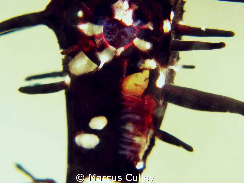 Eye of an Ornate Ghost Pipe Fish - full frame - no crop. ... by Marcus Culley 