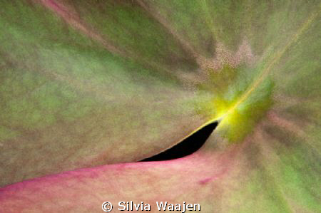 Lily pad 
Trying to let grow some lily s in the Bosmolen... by Silvia Waajen 
