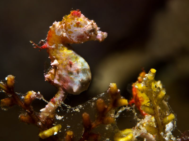 Hippocampus ponthoy by Alex Varani 