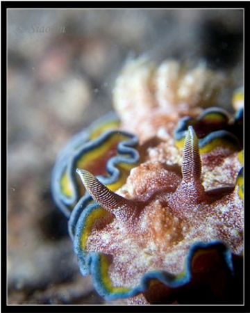 glossodoris cincta. Off center close up. Taken with c5060... by Han Peng Lim 